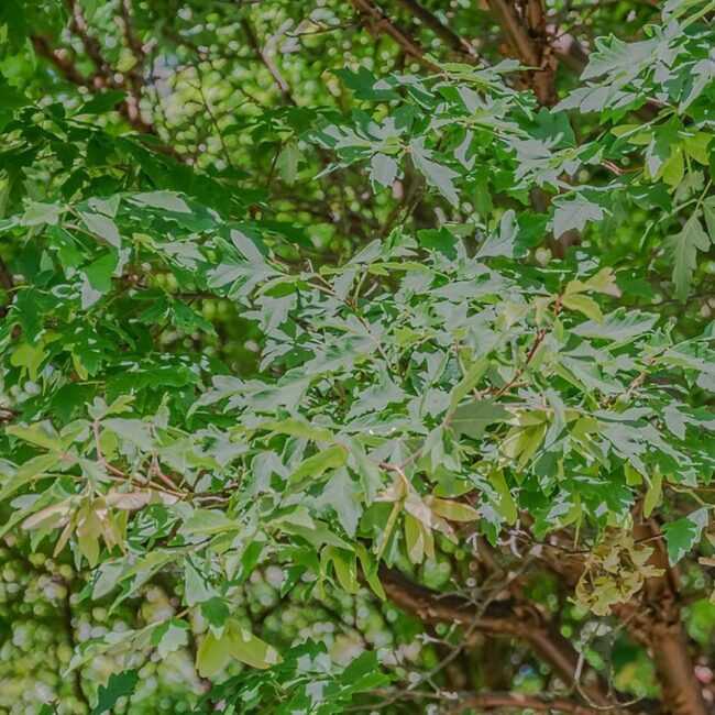 Paperbark Maple 40/60cm (5L)