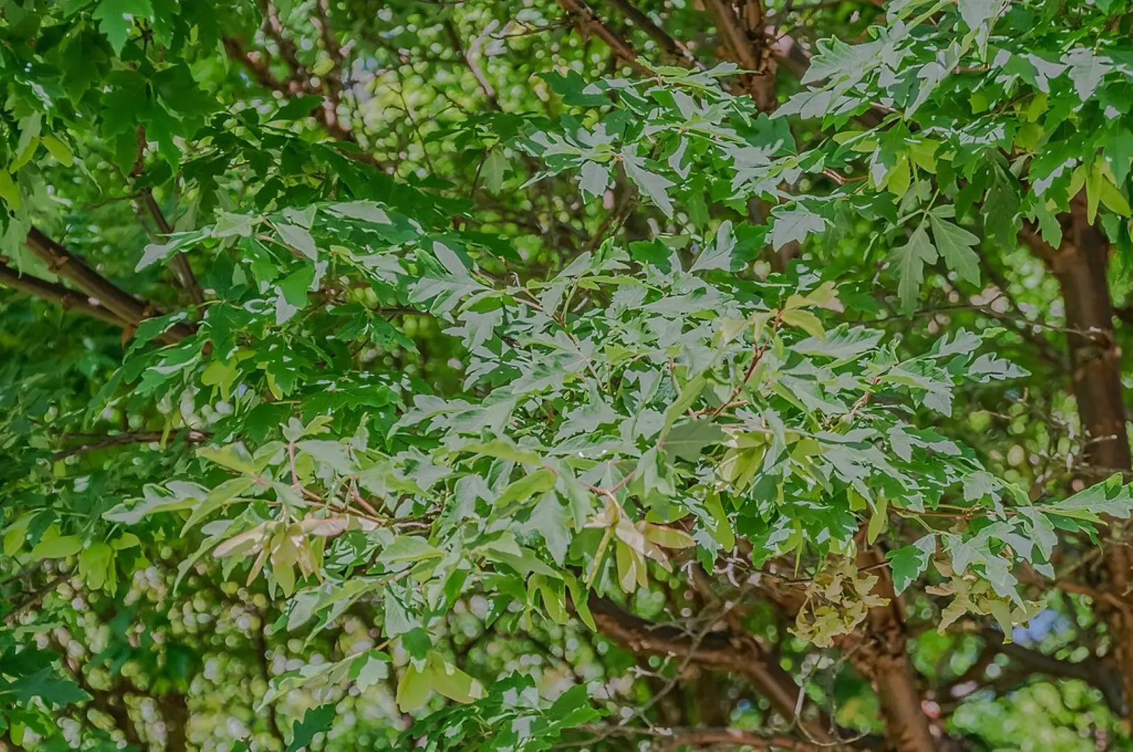 Paperbark Maple 40/60cm (5L)