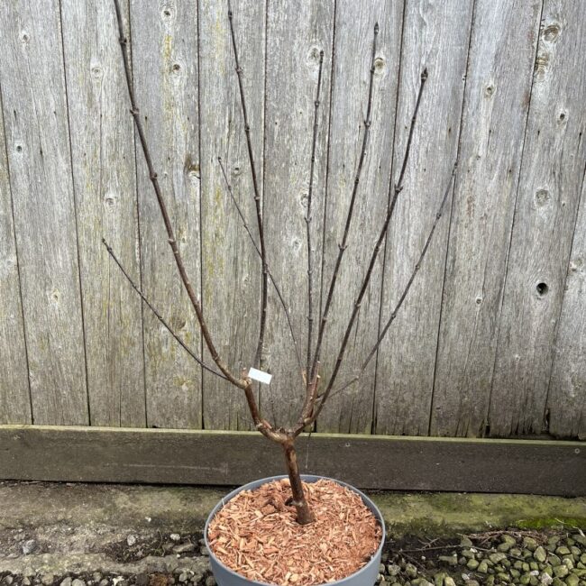 Paperbark Maple 40/60cm (5L)