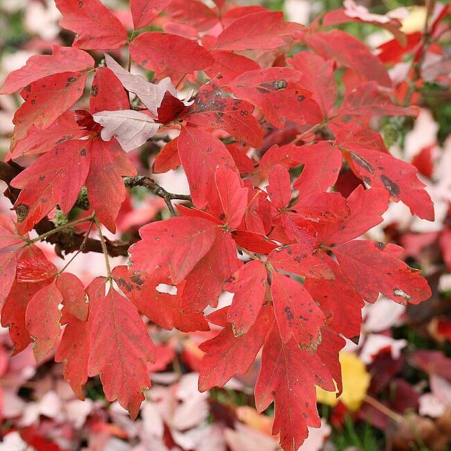 Paperbark Maple 40/60cm (5L)