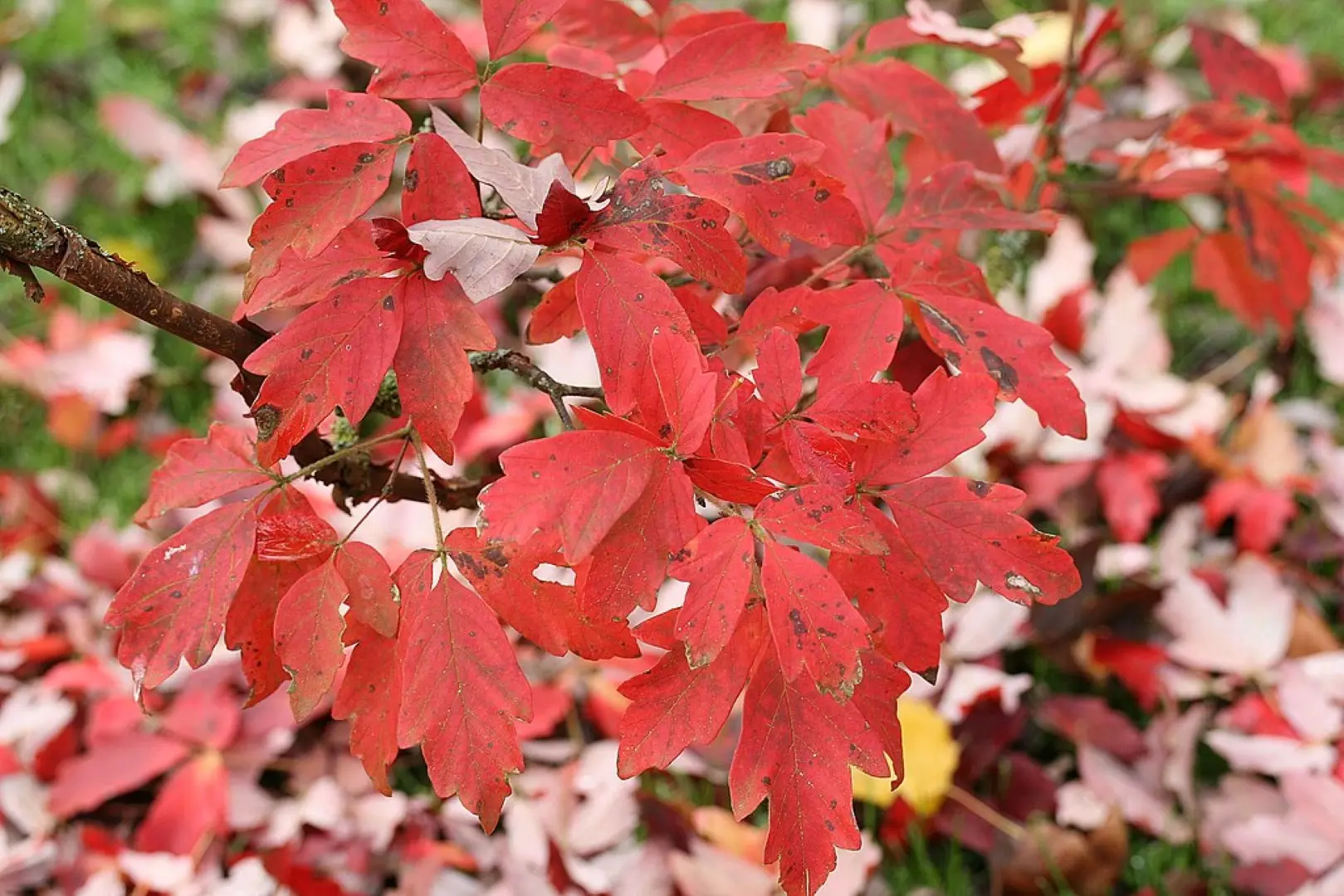 Paperbark Maple 40/60cm (5L)