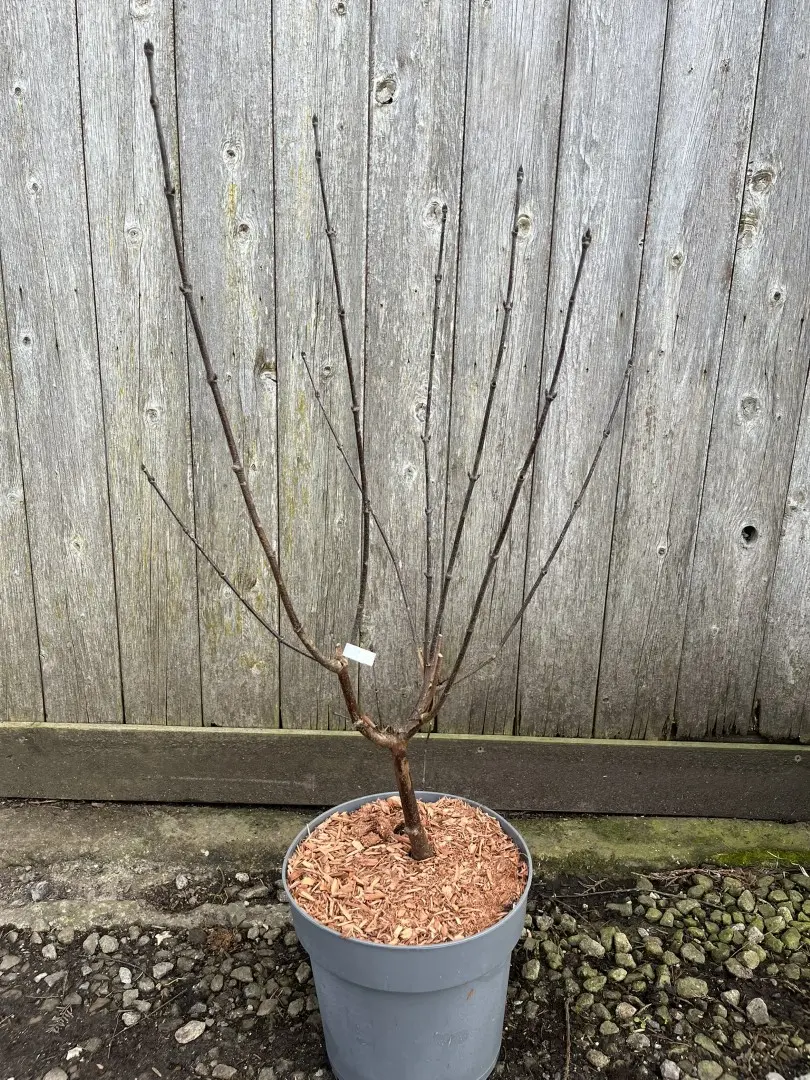Paperbark Maple 40/60cm (5L)