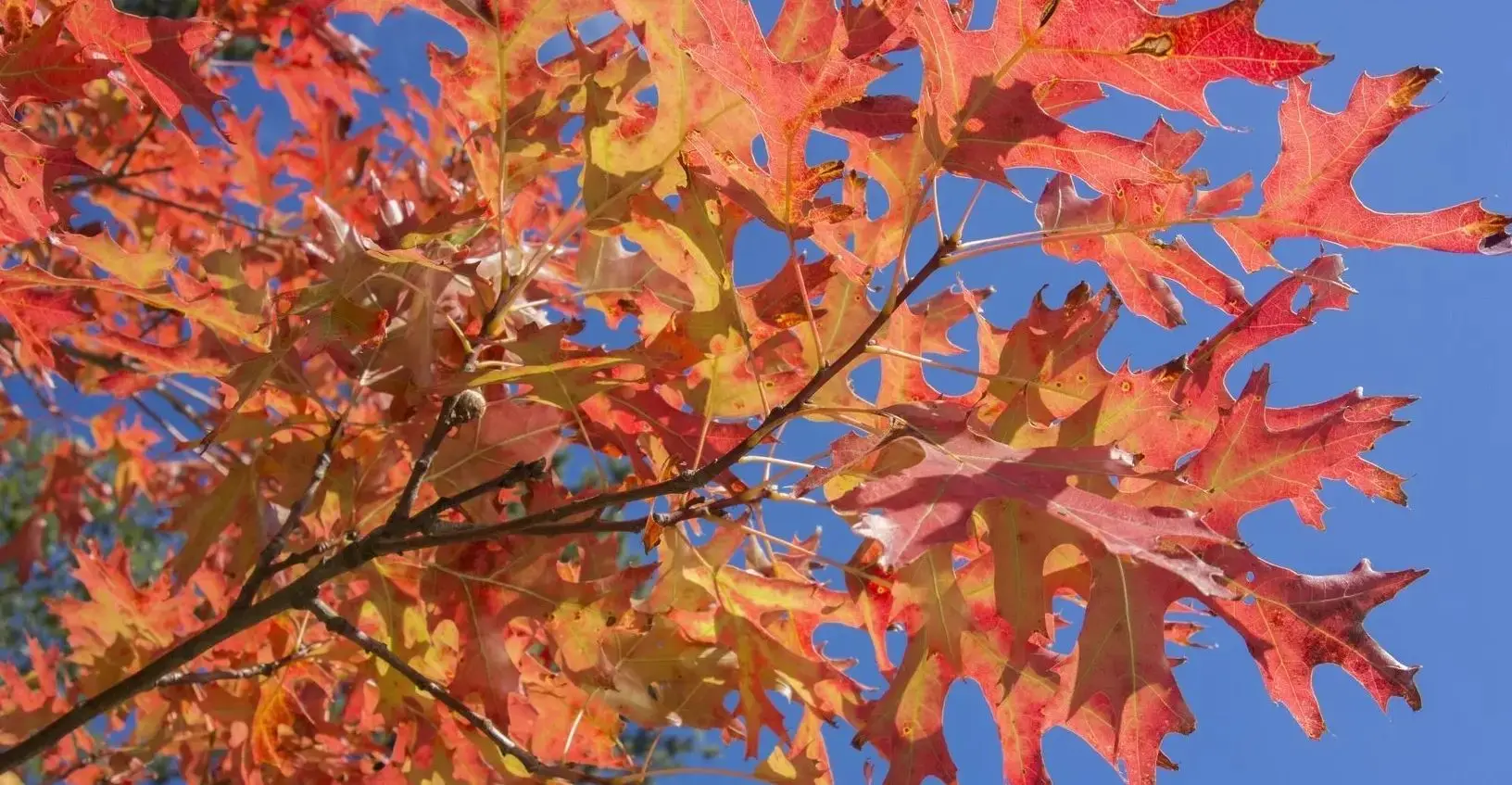 Pin Oak - Quercus palustris