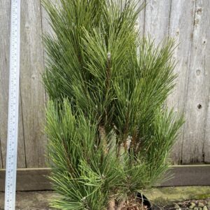Pinus nigra - Black Pine 'Green Rocket' 40/60cm (7.5L)