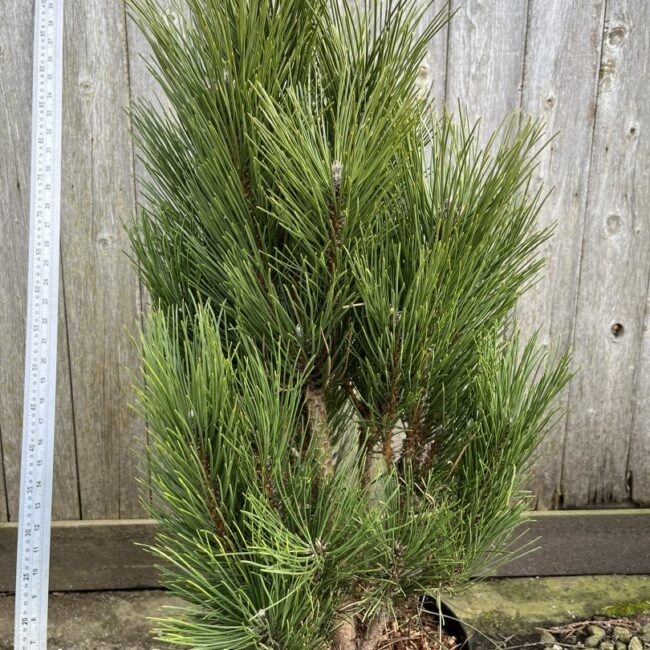 Pinus nigra - Black Pine 'Green Rocket' 40/60cm (7.5L)