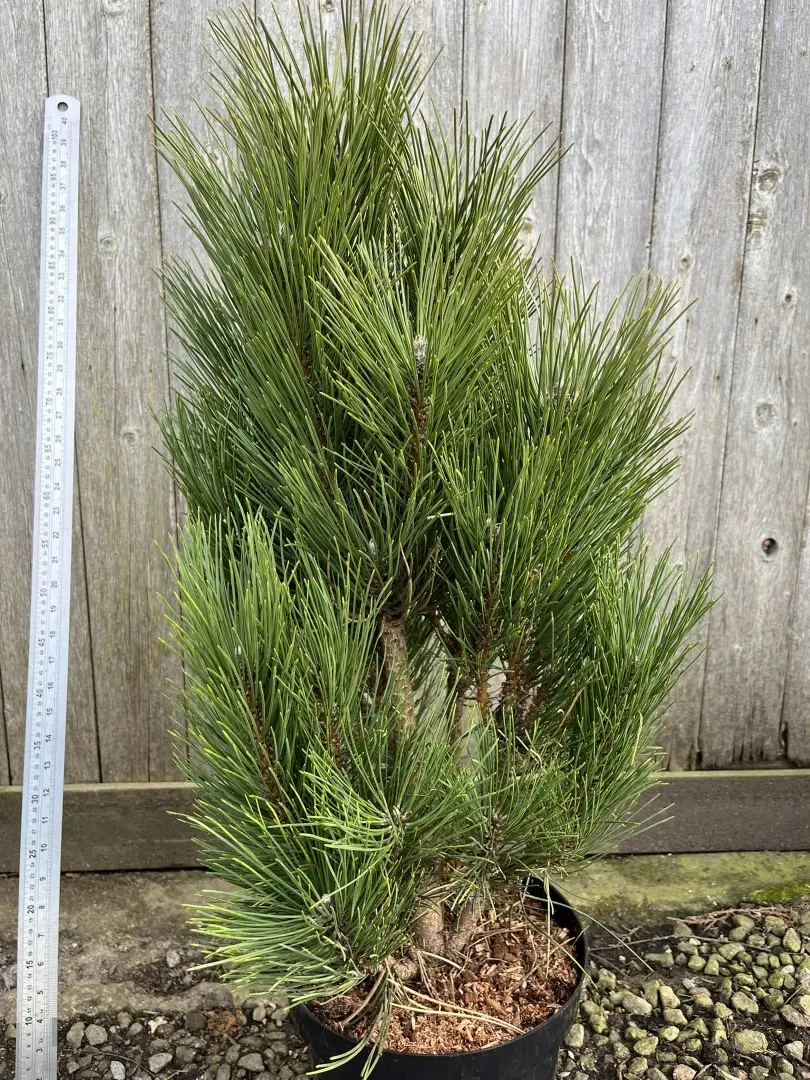 Pinus nigra - Black Pine 'Green Rocket' 40/60cm (7.5L)