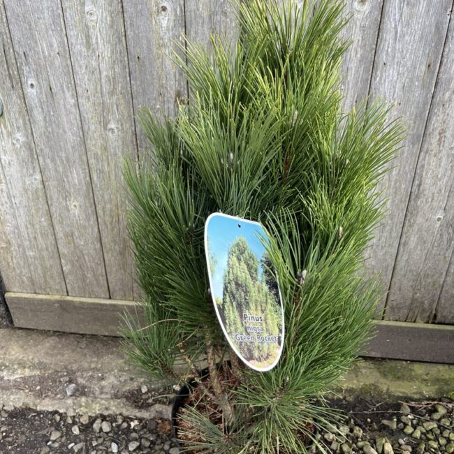 Pinus nigra - Black Pine 'Green Rocket' 40/60cm (7.5L)