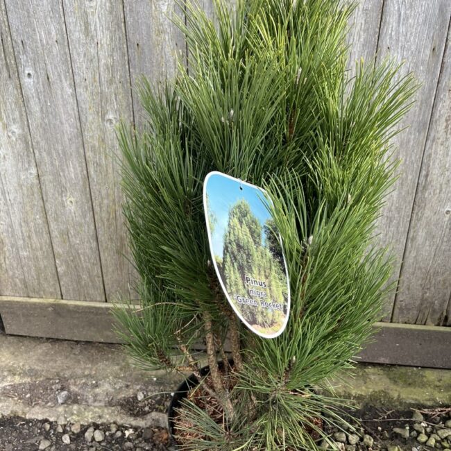 Pinus nigra - Black Pine 'Green Rocket' 40/60cm (7.5L)