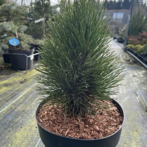 Pinus nigra - Black Pine 'Green Tower' 20/40cm (7.5L)