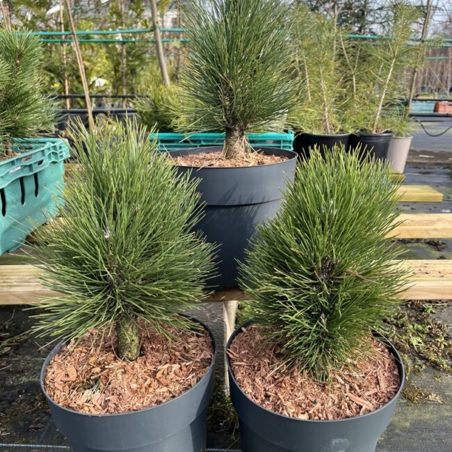 Pinus nigra - Black Pine 'Green Tower' 20/40cm (7.5L)