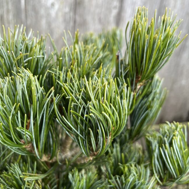 Pinus parviflora - Japanese White Pine 'Glauca'