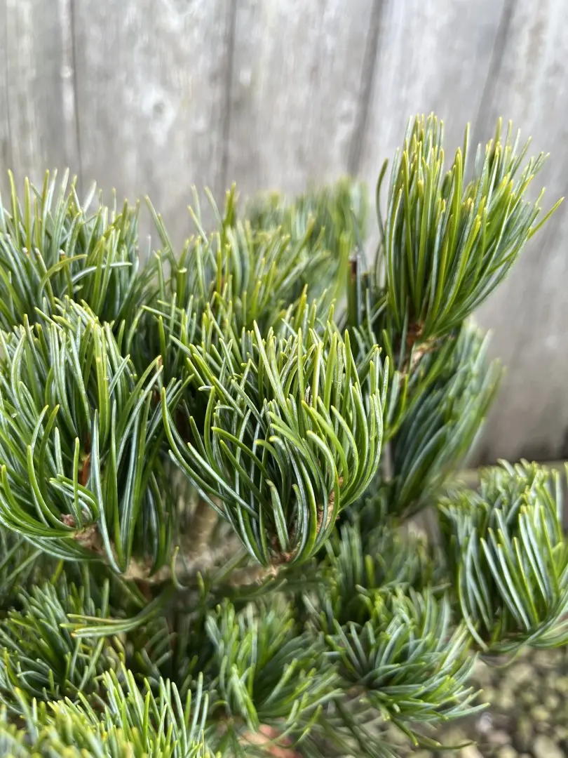 Pinus parviflora - Japanese White Pine 'Glauca'