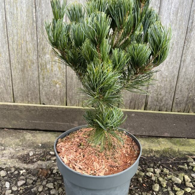 Pinus parviflora - Japanese White Pine 'Glauca'