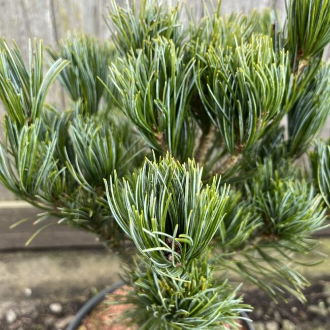 Pinus parviflora - Japanese White Pine 'Glauca'