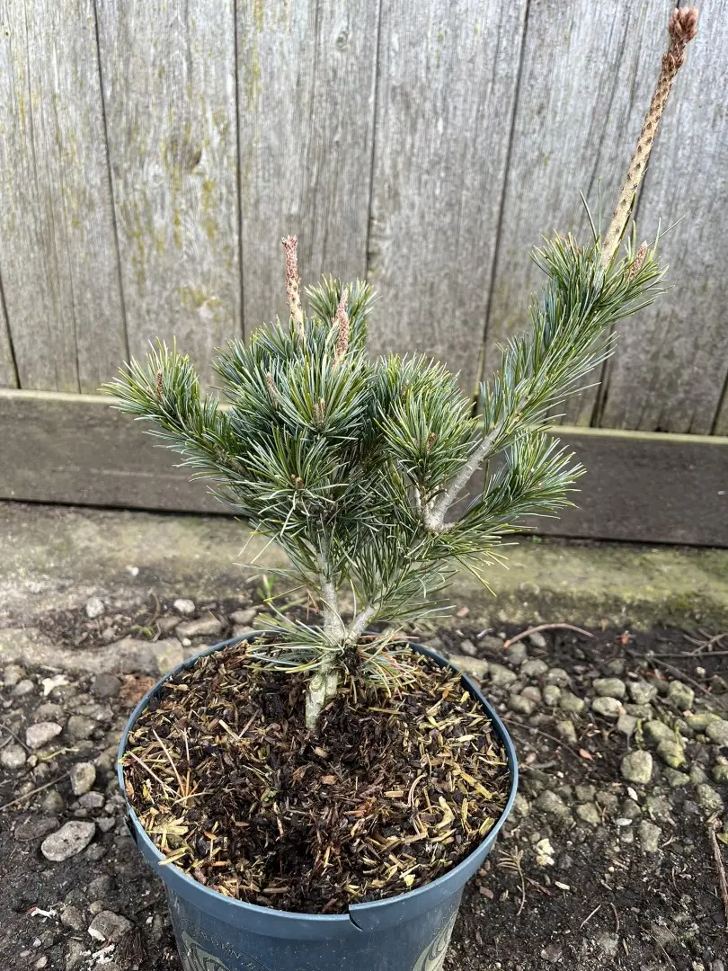 Pinus parviflora - Japanese White Pine 'Negishi' 20/40cm (2L)
