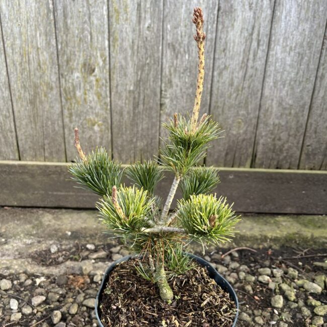 Pinus parviflora - Japanese White Pine 'Negishi' 20/40cm (2L)