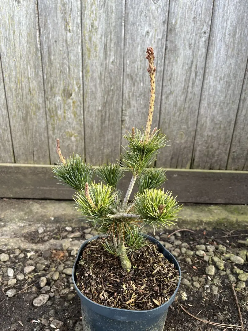 Pinus parviflora - Japanese White Pine 'Negishi' 20/40cm (2L)