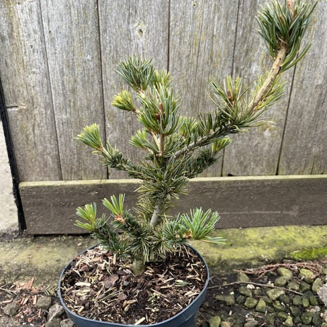 Pinus parviflora - Japanese White Pine 'Negishi' 2040cm (2L)