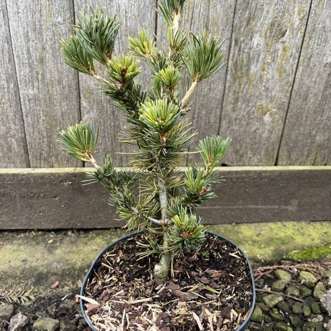 Pinus parviflora - Japanese White Pine Pinus parviflora - Japanese White Pine 'Tempelhof' 20/40cm (2L)'Negishi' 2040cm (2L)