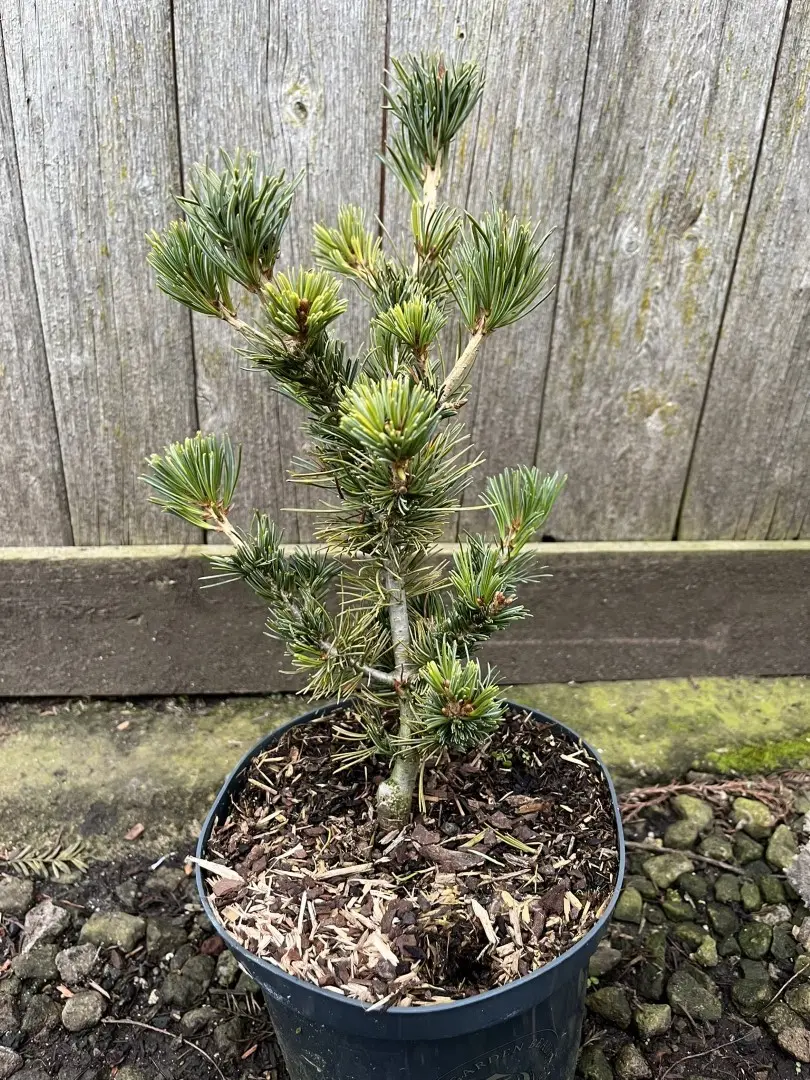 Pinus parviflora - Japanese White Pine Pinus parviflora - Japanese White Pine 'Tempelhof' 20/40cm (2L)'Negishi' 2040cm (2L)