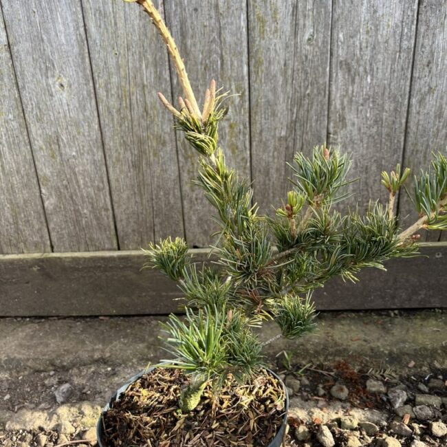Pinus parviflora - Japanese White Pine 'Tempelhof' 20/40cm (2L)