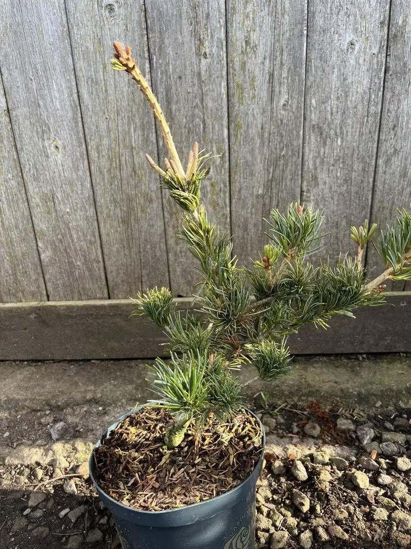 Pinus parviflora - Japanese White Pine 'Tempelhof' 20/40cm (2L)