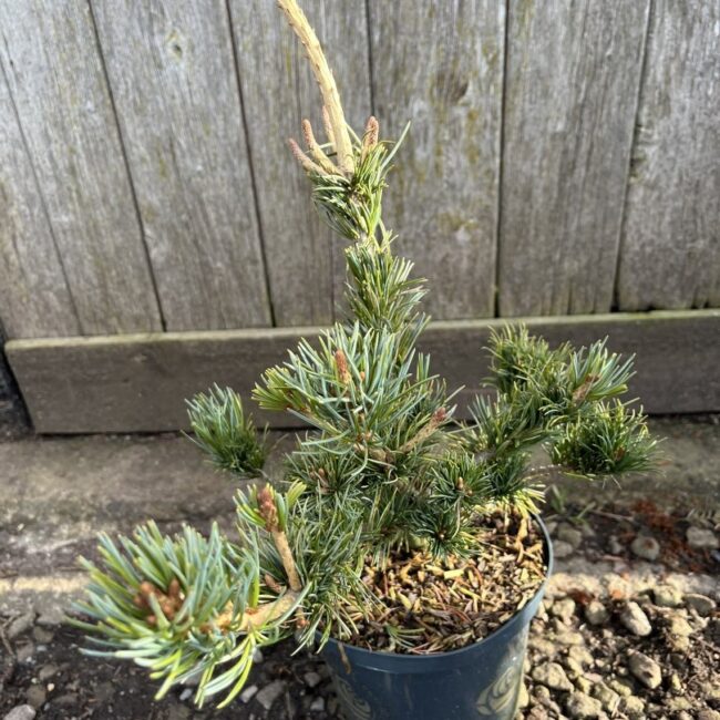 Pinus parviflora - Japanese White Pine 'Tempelhof' 20/40cm (2L)
