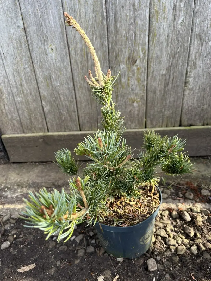 Pinus parviflora - Japanese White Pine 'Tempelhof' 20/40cm (2L)