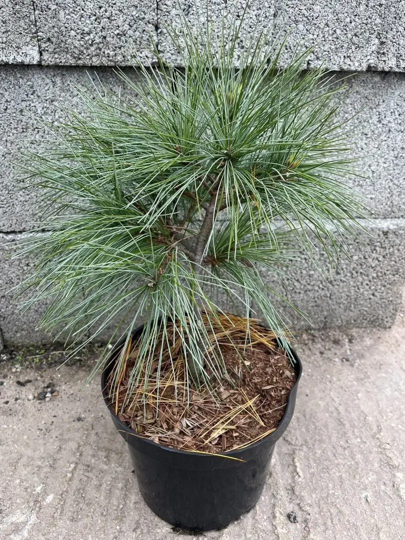 Weymouth Pine 'Blue Shag' 40/60cm (5L) - Image 6