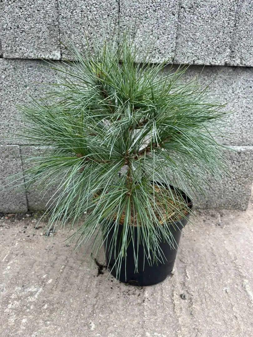Weymouth Pine 'Blue Shag' 40/60cm (5L) - Image 5