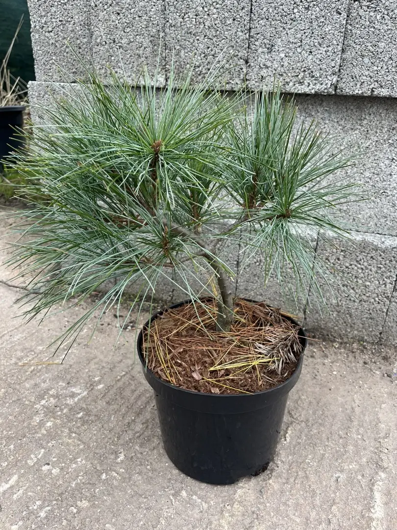 Weymouth Pine 'Blue Shag' 40/60cm (5L) - Image 4