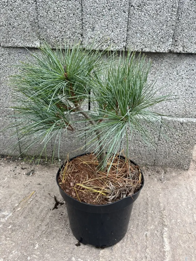 Weymouth Pine 'Blue Shag' 40/60cm (5L) - Image 3