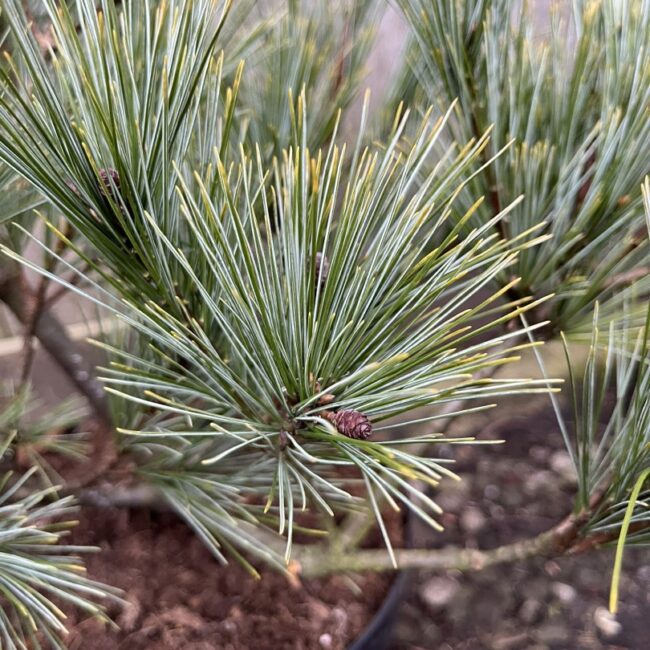 Weymouth Pine 'Blue Shag' 40/60cm (5L) - Image 2