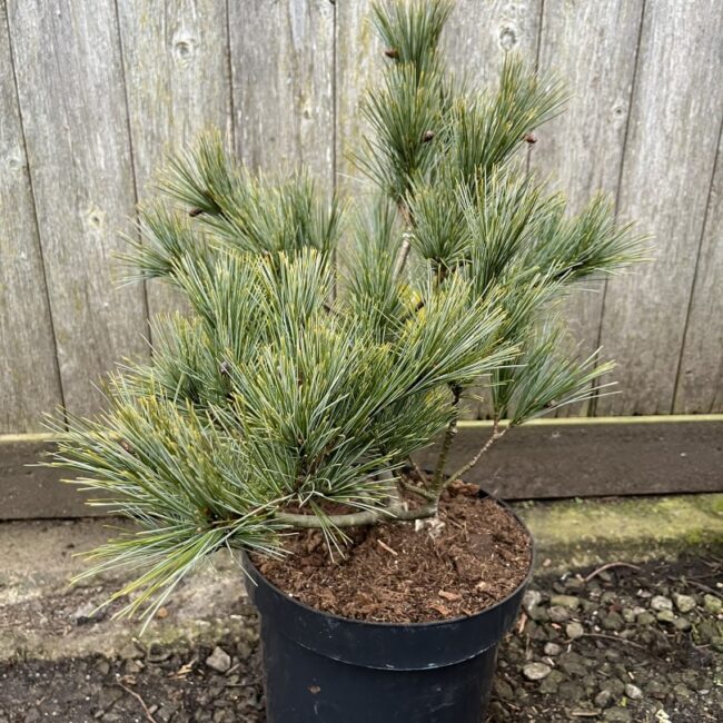 Pinus strobus - Weymouth Pine 'Blue Shag' 40/60cm (5L)