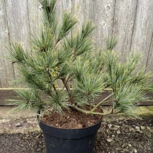 Pinus strobus - Weymouth Pine 'Blue Shag' 40/60cm (5L)