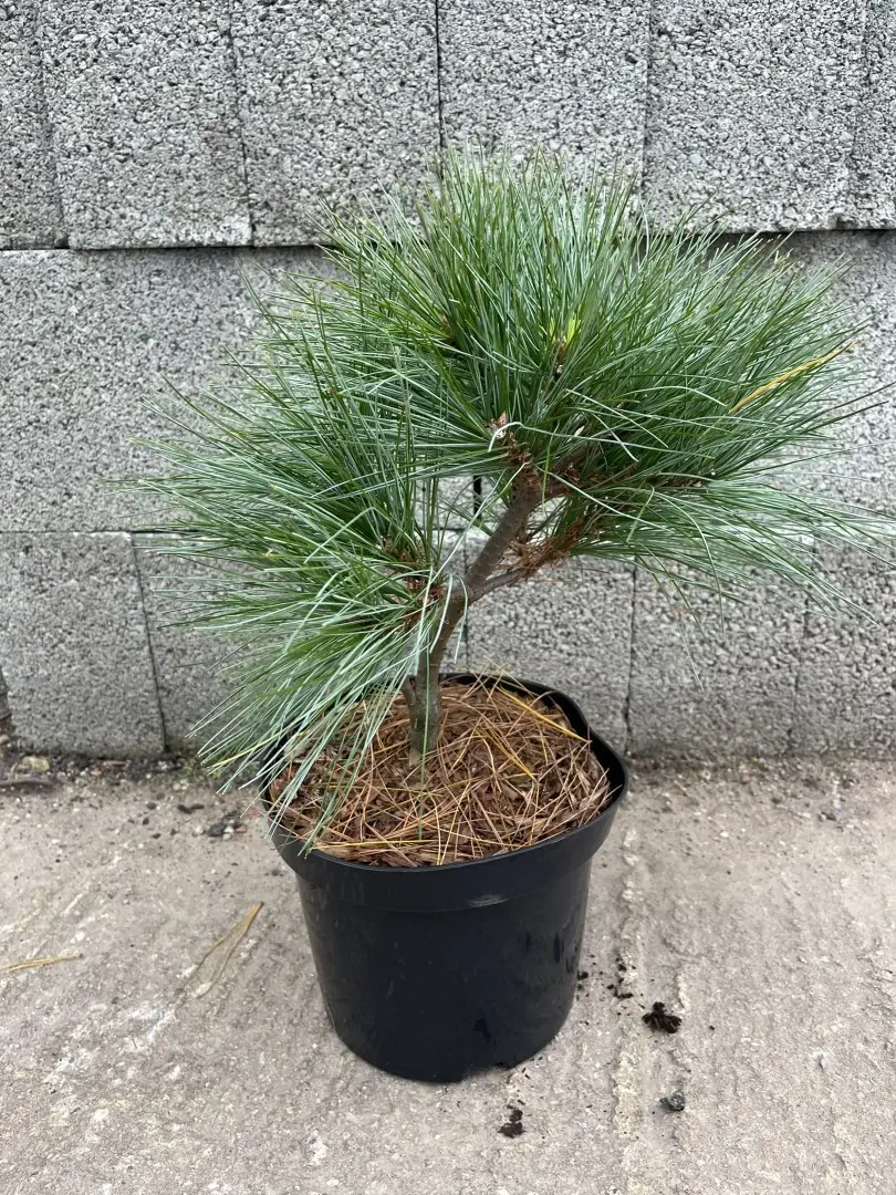 Weymouth Pine 'Blue Shag' 40/60cm (5L) - Image 2