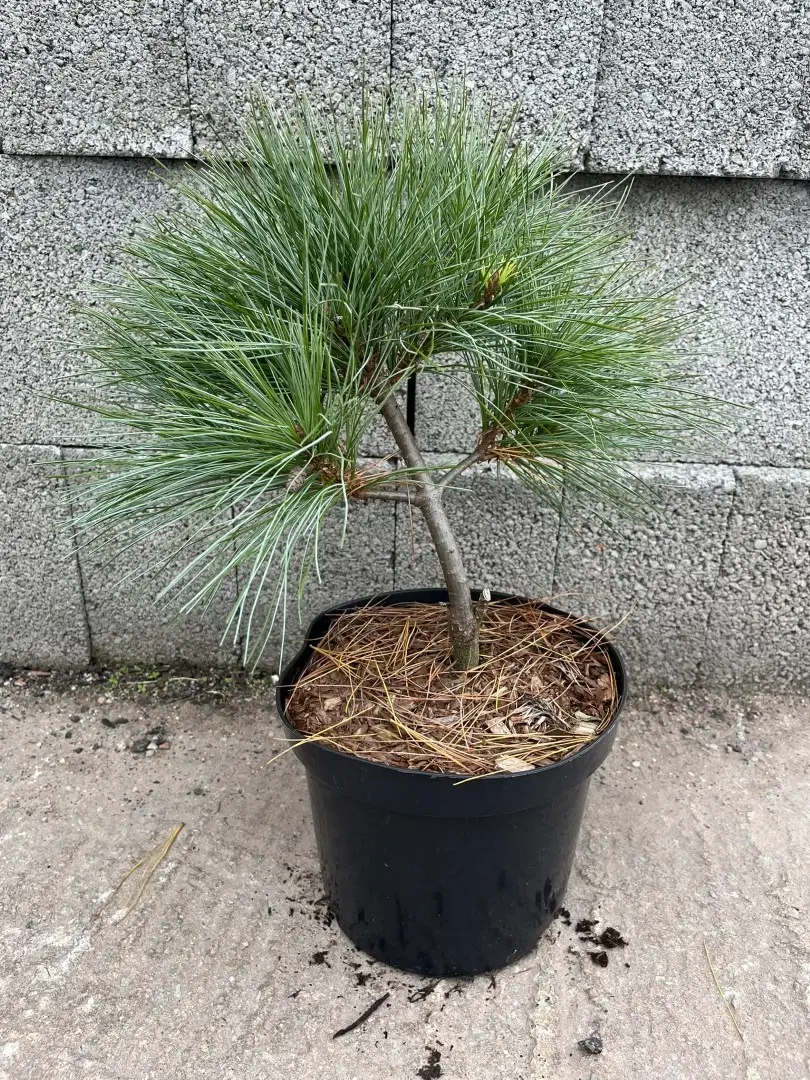Weymouth Pine 'Blue Shag' 40/60cm (5L)