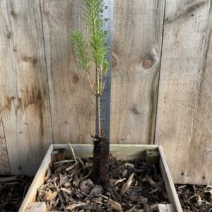 Pinus-sylvestris-Scots-Pine-4060cm-Cell