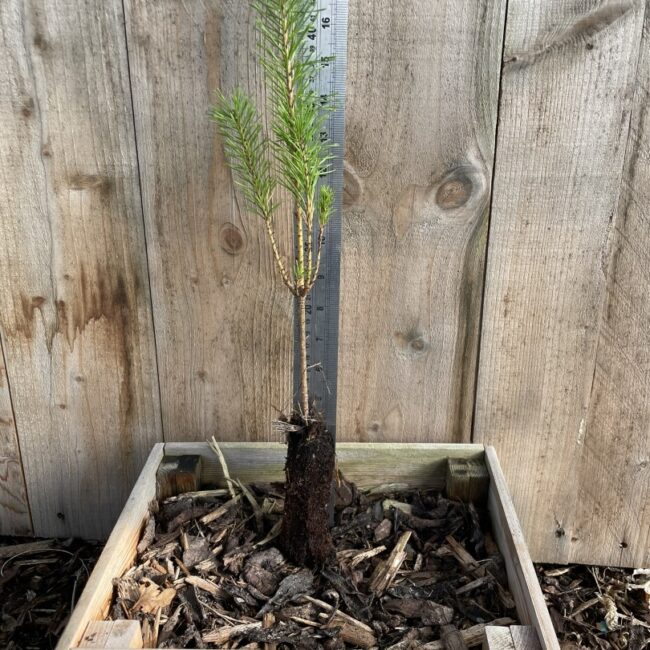 Scots Pine 20/40cm (Cell)