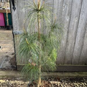 Pinus wallichiana - Bhutan Pine 80/100