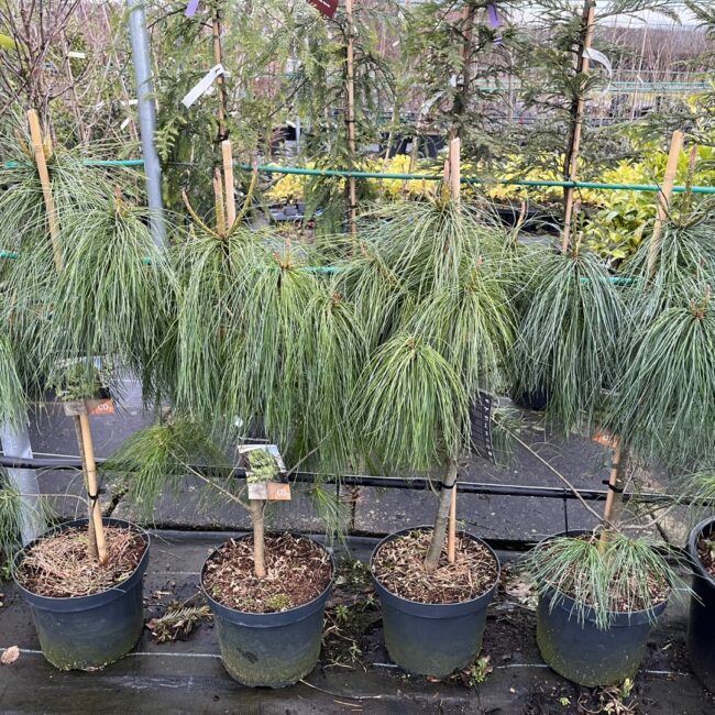 Pinus wallichiana - Bhutan Pine 80/100cm (7.5L)