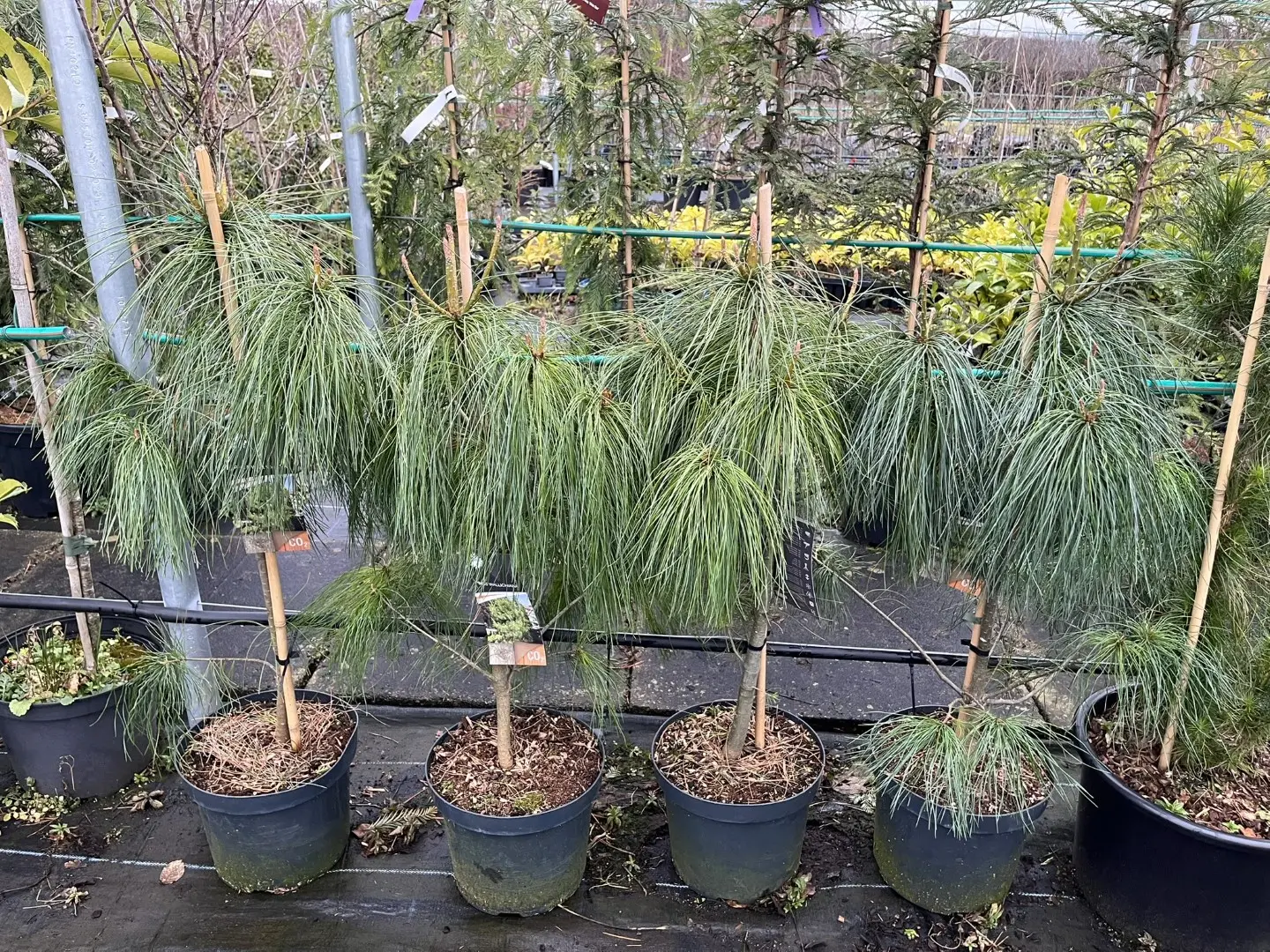 Pinus wallichiana - Bhutan Pine 80/100cm (7.5L)