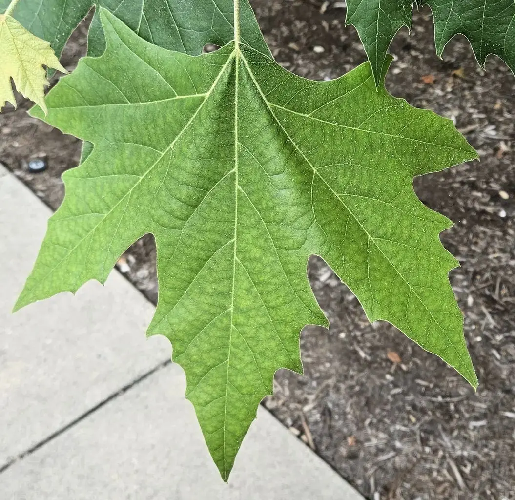 London Plane Tree 40/60cm (P9T) - Image 6