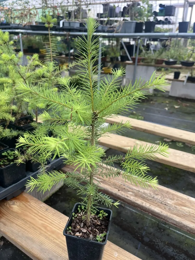 Pseudotsuga menziesii - Douglas Fir Tree