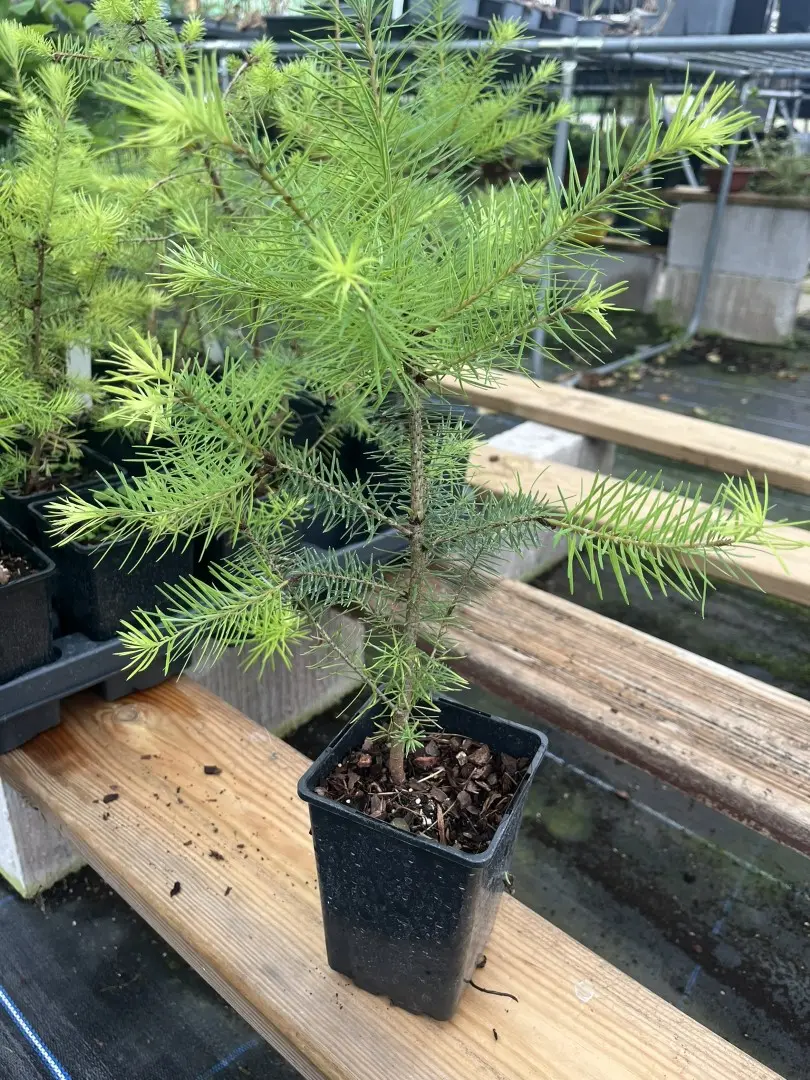 Pseudotsuga menziesii - Douglas Fir Tree