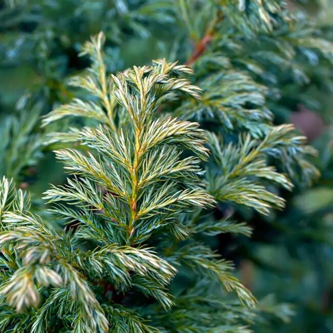 Sawara Cypress Boulevard - Chamaecyparis pisifera