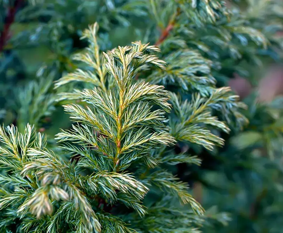 Sawara Cypress Boulevard - Chamaecyparis pisifera