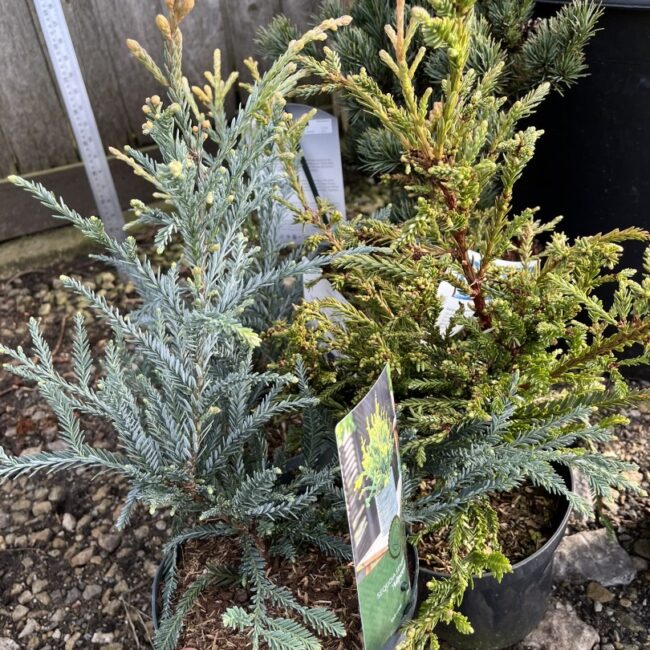 Sequoia sempervirens - Blue Coast Redwood 'Adpressa' (2L)