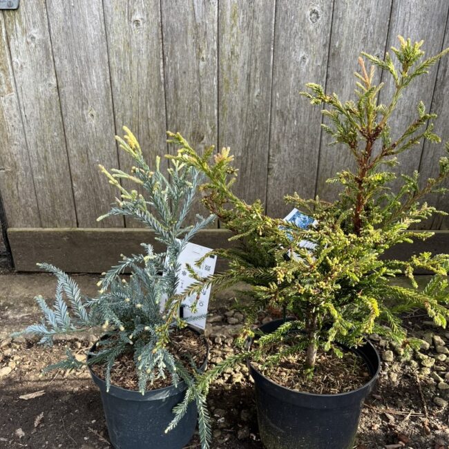 Sequoia sempervirens - Blue Coast Redwood 'Adpressa' (2L)