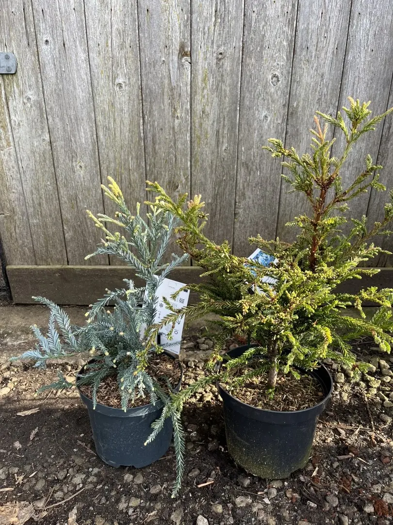 Sequoia sempervirens - Blue Coast Redwood 'Adpressa' (2L)